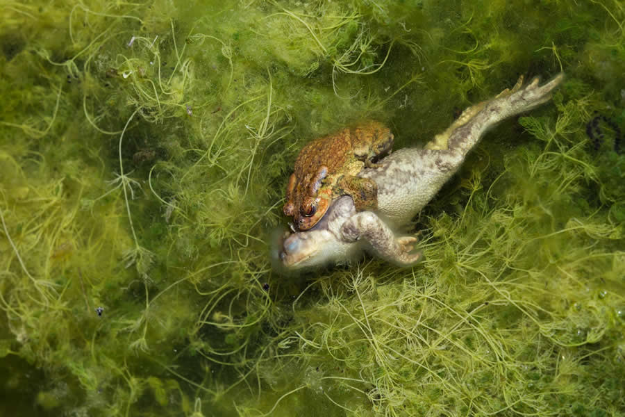 2nd Place Winner: "True Love" by Juan Jesus Gonzalez Ahumada, Spain - Close-up Photographer of the Year Death and Decay Photo Challenge