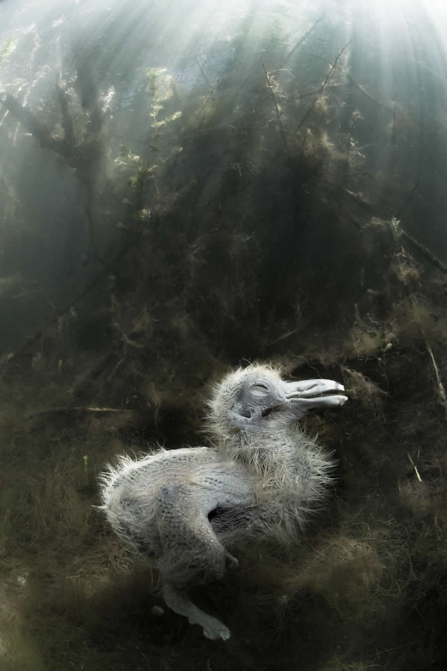 3rd Place Winner: "Dead Chick of the Pond" by Ga&euml;l Modrak, France - Close-up Photographer of the Year Death and Decay Photo Challenge