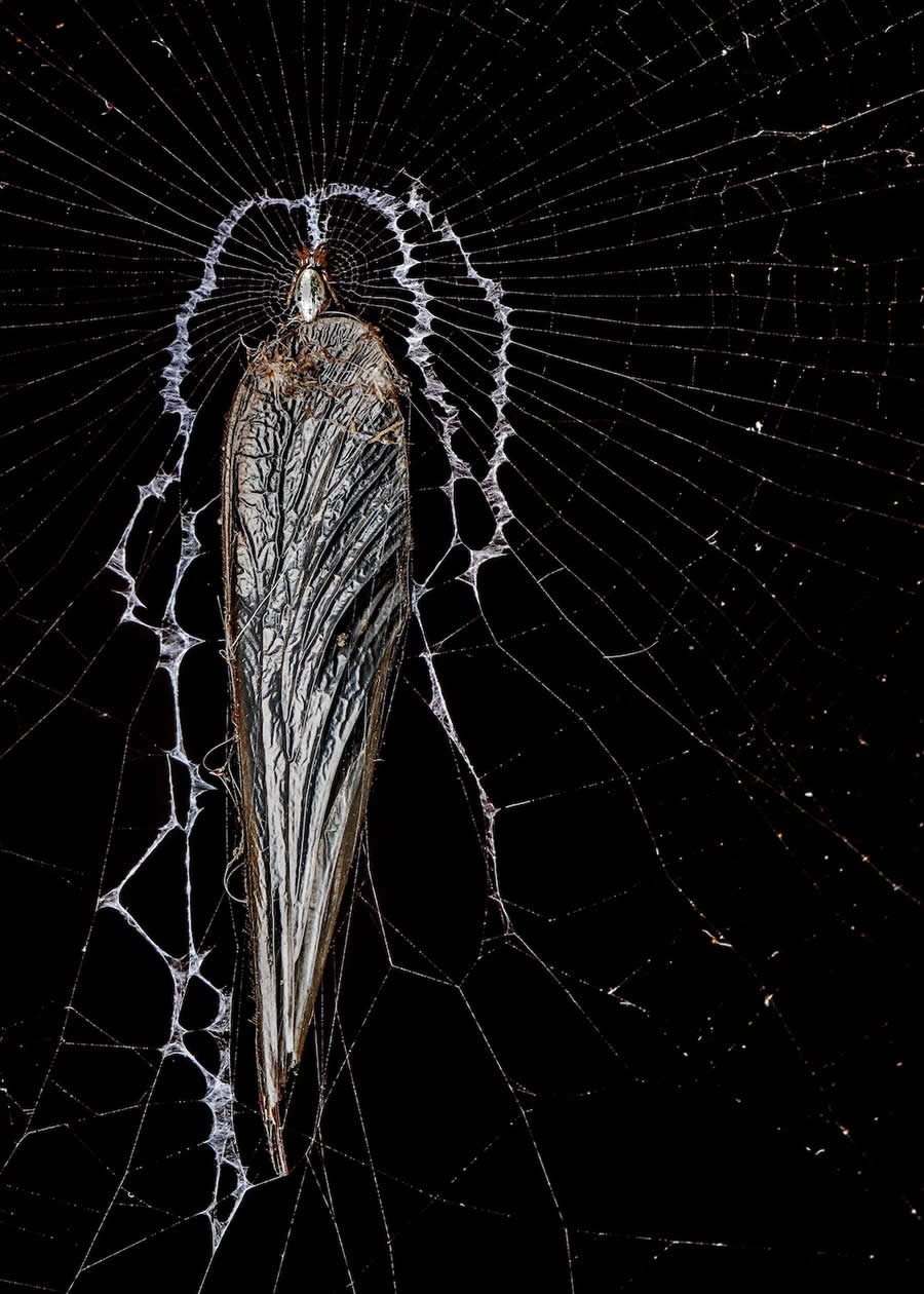 Finalist: "The Fly Wing Trophy" by G Ramaprasad, India - Close-up Photographer of the Year Death and Decay Photo Challenge
