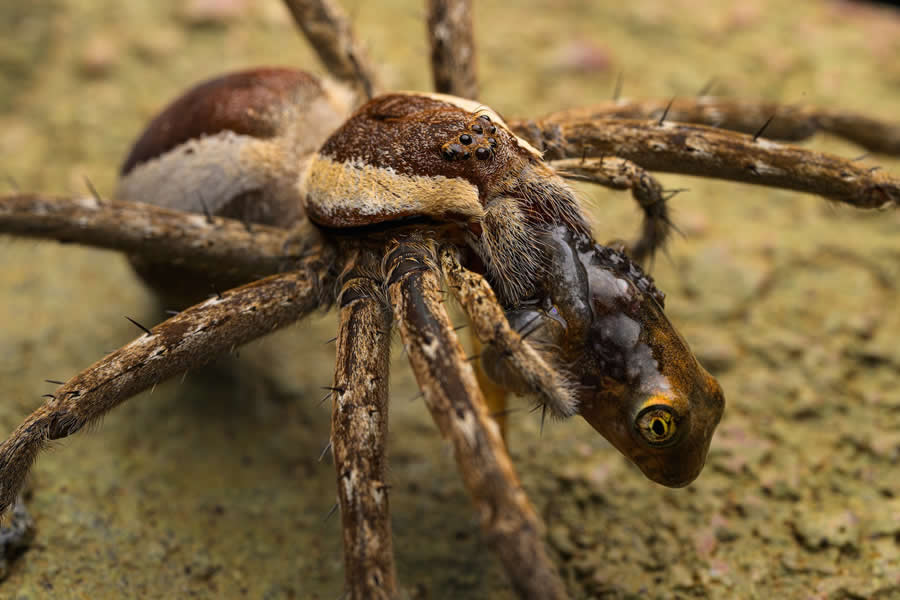 Finalist: "Eyed Food" by Emanuele Biggi, Italy - Close-up Photographer of the Year Death and Decay Photo Challenge
