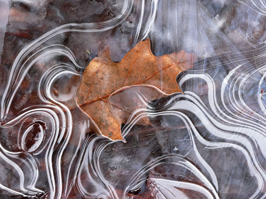 Finalist: "The Grip of Winter" by David Silsbee, USA - Close-up Photographer of the Year Death and Decay Photo Challenge