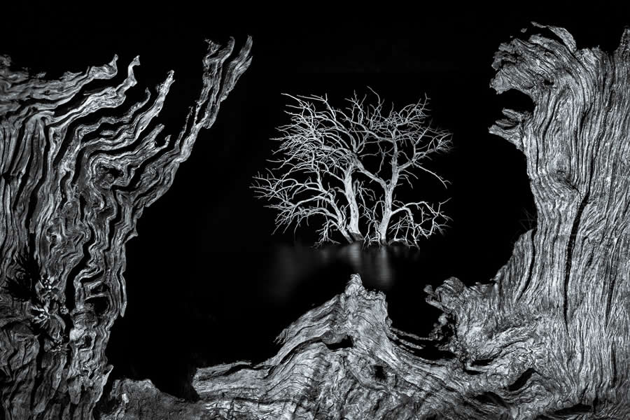 Finalist: "The Souls of the Swamp" by Juan Jesus Gonzalez Ahumada, Spain - Close-up Photographer of the Year Death and Decay Photo Challenge