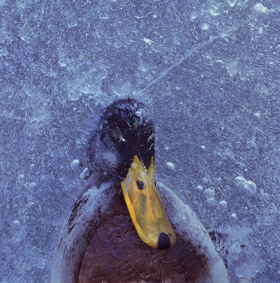 Finalist: "Mallard in Ice" by P&aring;l Hermansen, Norway - Close-up Photographer of the Year Death and Decay Photo Challenge