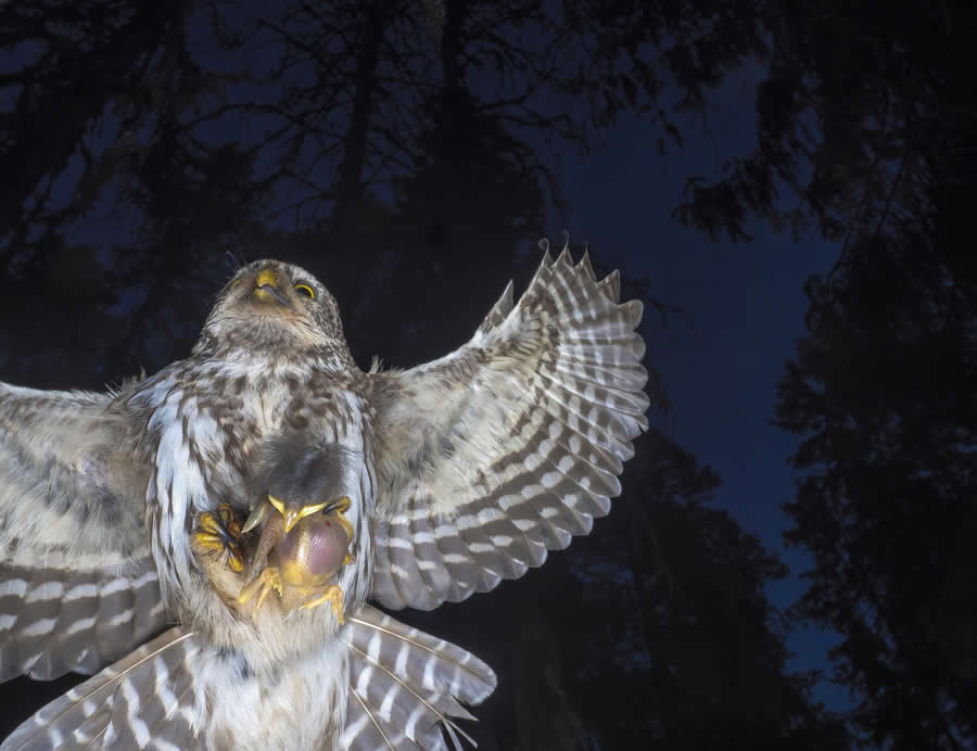Shortlist: "The Catch" by P&aring;l Hermansen, Norway - Close-up Photographer of the Year Death and Decay Photo Challenge