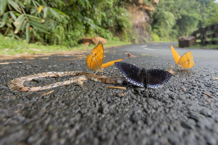 Shortlist: "Sip Sap Fly" by Indranil Basu Mallick, India - Close-up Photographer of the Year Death and Decay Photo Challenge