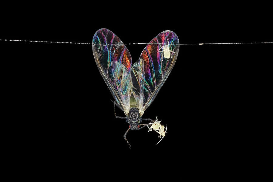 Shortlist: "Love is in the Air" by Sophie Mijnhout, Netherlands - Close-up Photographer of the Year Death and Decay Photo Challenge