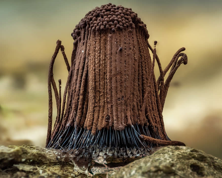 Shortlist: "Is It Cake?!" by Nelson Milano, Puerto Rico - Close-up Photographer of the Year Death and Decay Photo Challenge