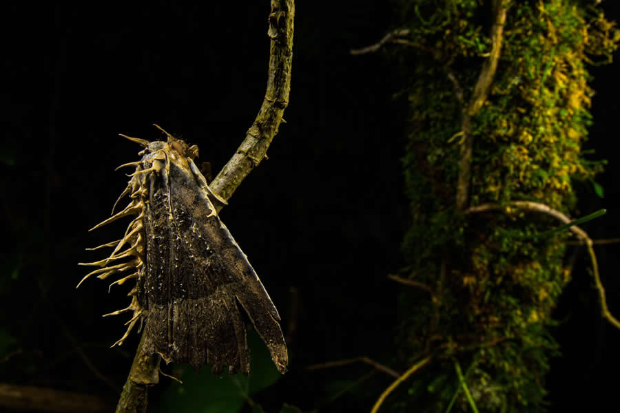 Shortlist: "Deadly Spikes" by Emanuele Biggi, Italy - Close-up Photographer of the Year Death and Decay Photo Challenge