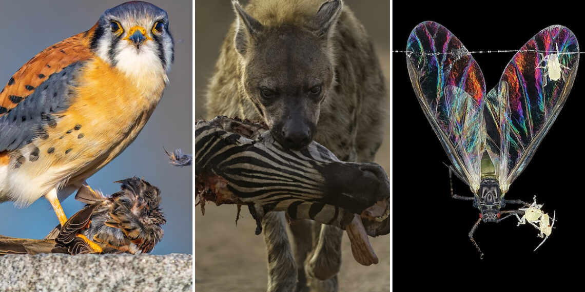 Close-up Photographer of the Year Death and Decay Photo Challenge