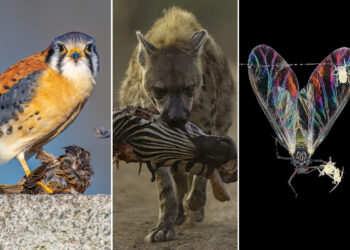 Close-up Photographer of the Year Death and Decay Photo Challenge