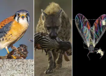 Close-up Photographer of the Year Death and Decay Photo Challenge