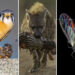 Close-up Photographer of the Year Death and Decay Photo Challenge