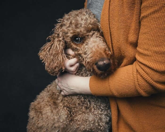 A curly-haired brown dog being gently embraced by a person in a warm-toned sweater, resting its head against their chest with a calm, emotional expression.