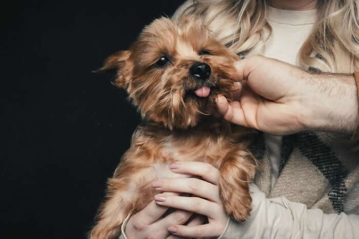 A small fluffy brown dog being held by a person while another hand gently scratches its cheek, with the dog sticking its tongue out in a playful and content expression.