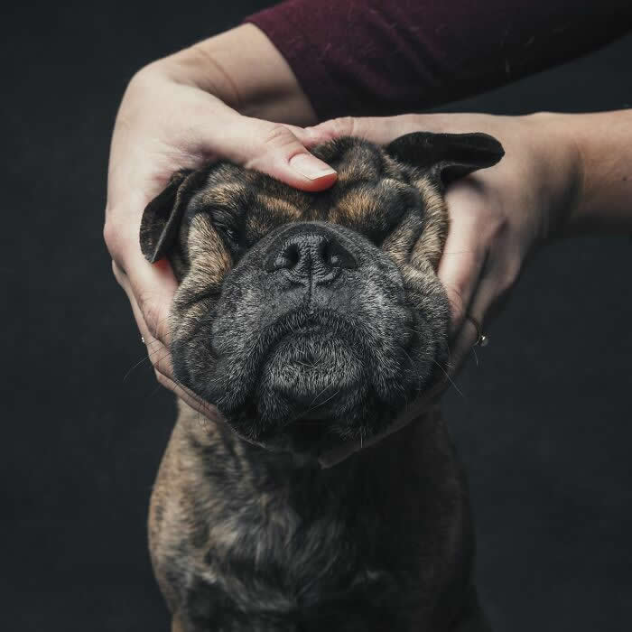 A brindle dog with its eyes gently closed as a person softly cups its face with both hands, conveying calm, comfort, and deep trust.