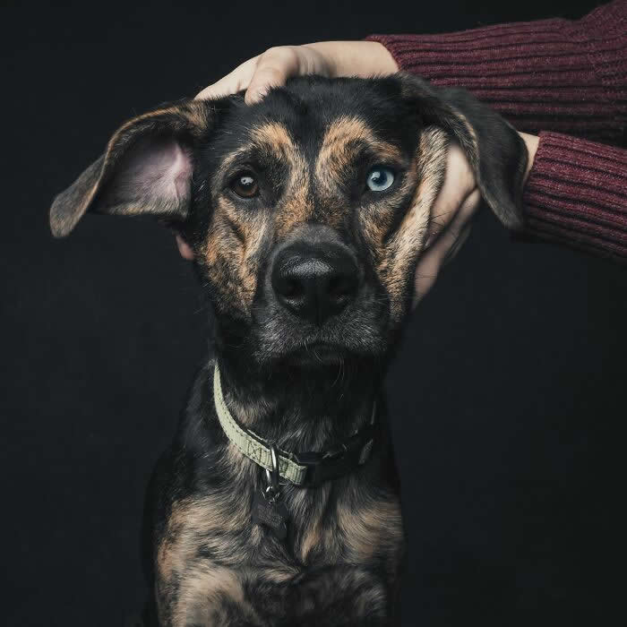 A black and brown dog with heterochromia&mdash;one blue eye and one brown eye&mdash;looks forward calmly while a person gently holds its head from both sides against a dark background.