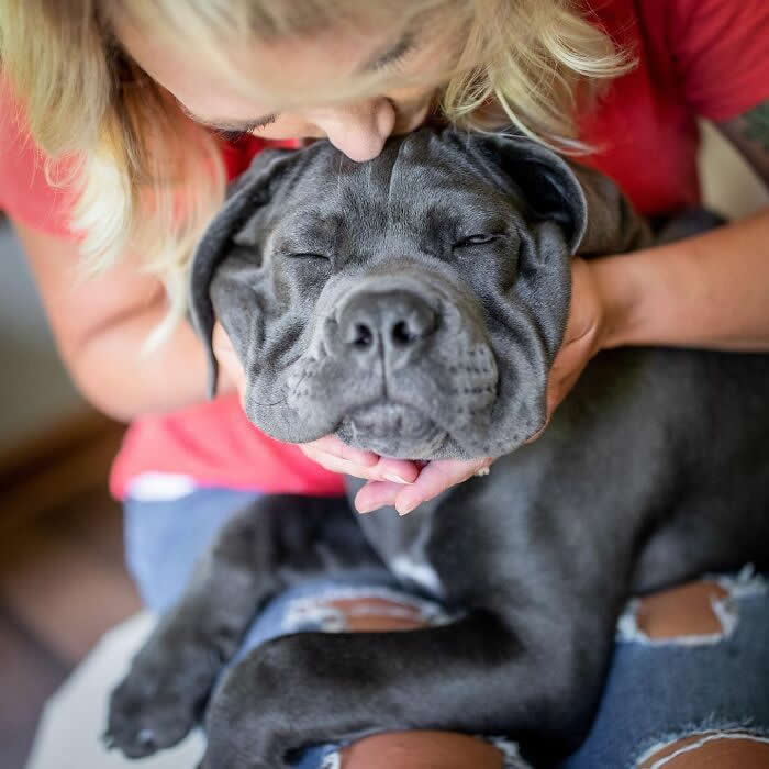 A woman gently kisses the head of a gray dog resting on her lap, while the dog closes its eyes peacefully, showing comfort and deep affection.
