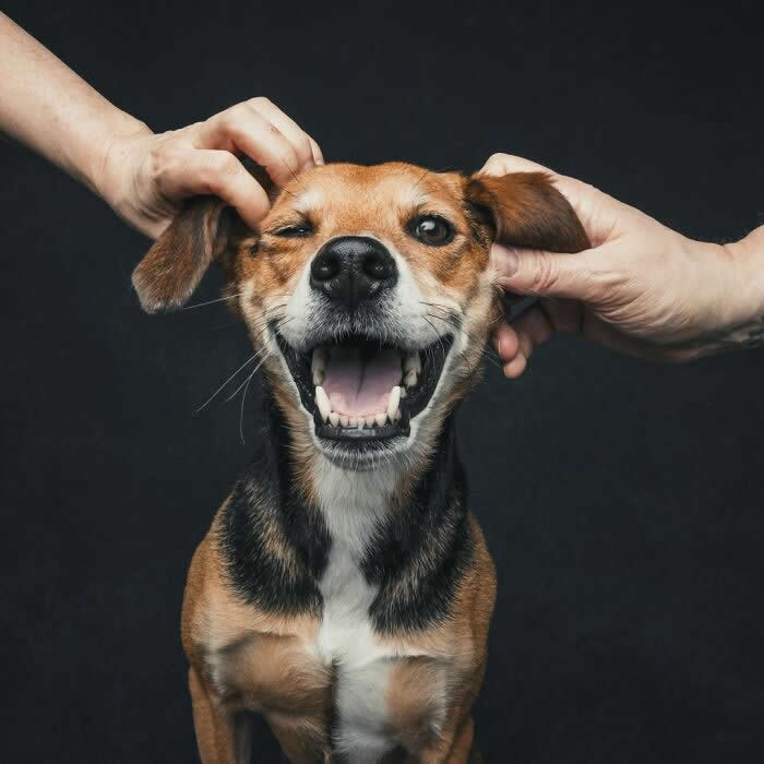 A brown and black dog with its mouth wide open in a joyful expression while two hands gently hold and play with its ears against a dark background.
