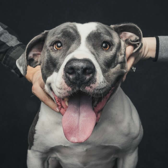 A gray and white dog looks straight ahead with its tongue hanging out happily while hands gently hold its ears, capturing a cheerful and playful moment.