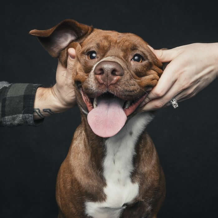 A brown dog with its tongue out smiles widely while two hands gently pull its cheeks and ears, creating a playful and joyful expression against a dark background.