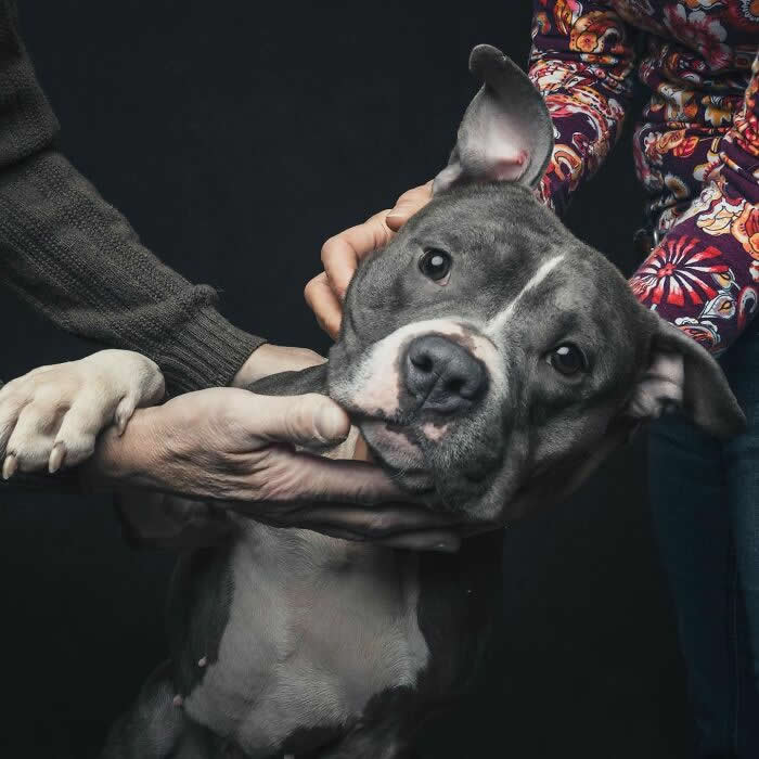 A gray dog tilts its head while multiple hands gently hold and support it, capturing a shared moment of care and affection against a dark background.