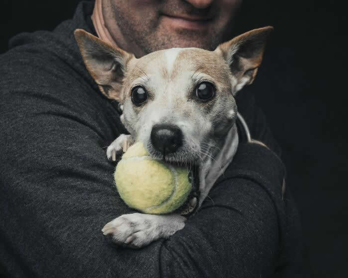 A small white and tan dog is held in a person&rsquo;s arms while holding a tennis ball in its mouth, looking directly at the camera with bright, alert eyes against a dark background.