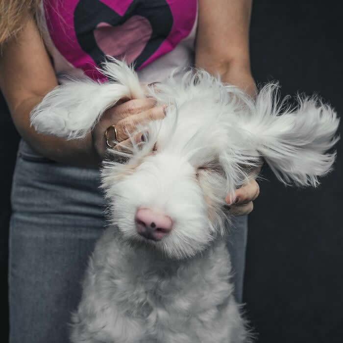 A fluffy white dog with tousled fur covering its eyes is gently held by a person, creating a playful and carefree moment against a dark background.