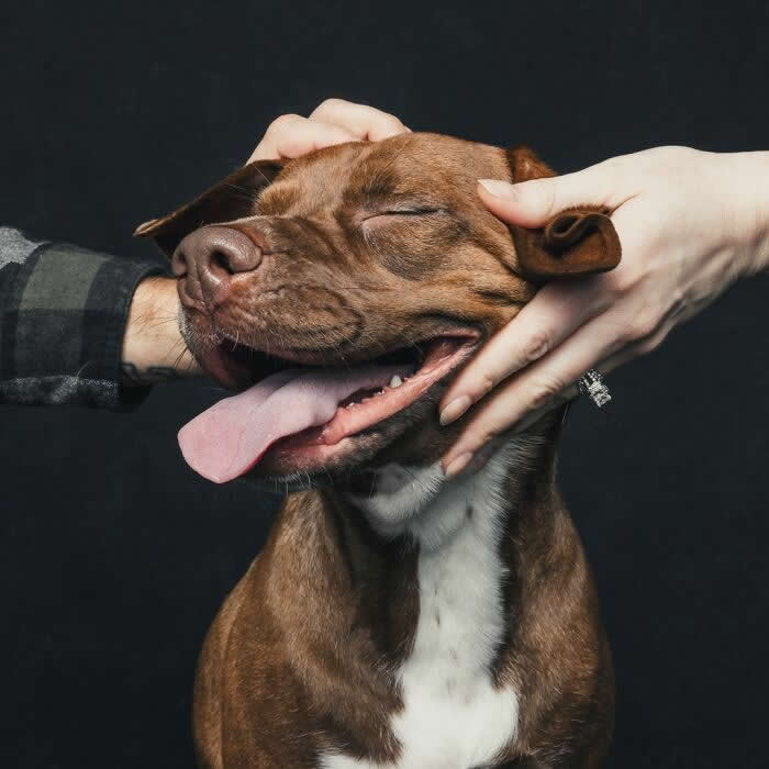 A brown dog with its eyes closed and tongue out enjoys gentle face rubs from two hands, expressing total comfort and happiness against a dark background.
