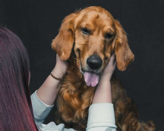 A golden-colored dog with its tongue slightly out is gently held by a person cupping its face, creating a calm and affectionate moment against a dark background.