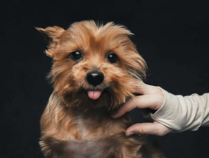 A small fluffy brown puppy with its tongue slightly out looks directly at the camera while a hand gently scratches its neck, creating a cute and playful moment against a dark background.