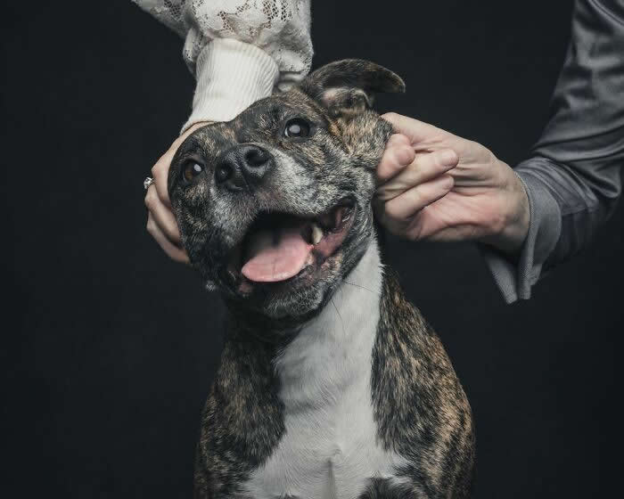 A brindle dog with a wide open-mouthed smile is playfully held by two hands pulling its cheeks and ears, creating a joyful and lively expression against a dark background.