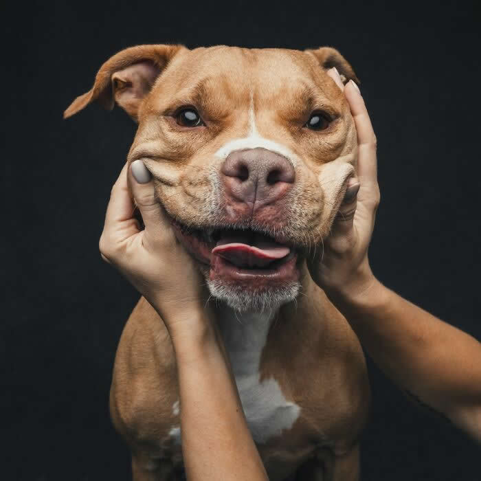 A brown dog with a white stripe on its face has its cheeks gently pressed by two hands, creating a playful, squishy smile while it looks forward against a dark background.