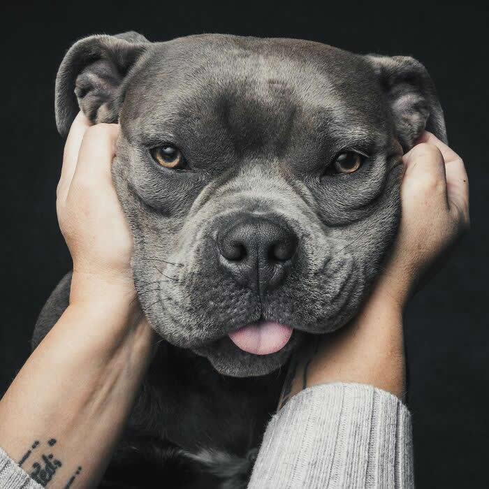A gray dog is gently held by both sides of its head, looking forward with a calm, slightly serious expression while its tongue peeks out against a dark background.