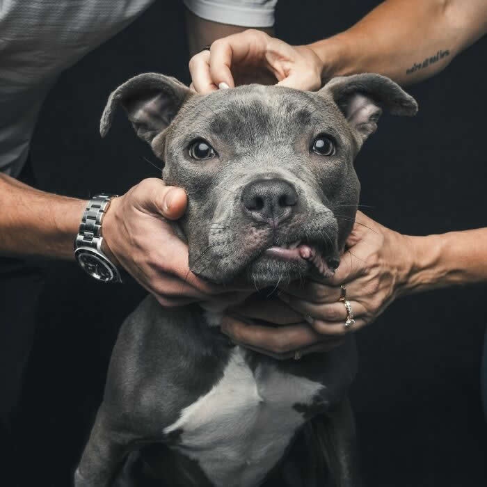 A gray dog with a white chest is gently held by multiple hands, slightly squishing its face while it looks forward with a quirky expression and tongue peeking out against a dark background.