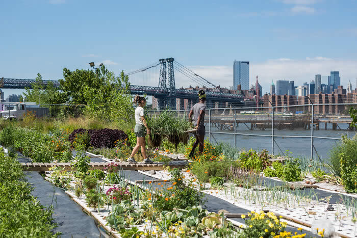 Bring Home The Harvest: Lemongrass Harvest, Oko Farms, Brooklyn, New York By Valery Rizzo - 2026 Food Photography Awards