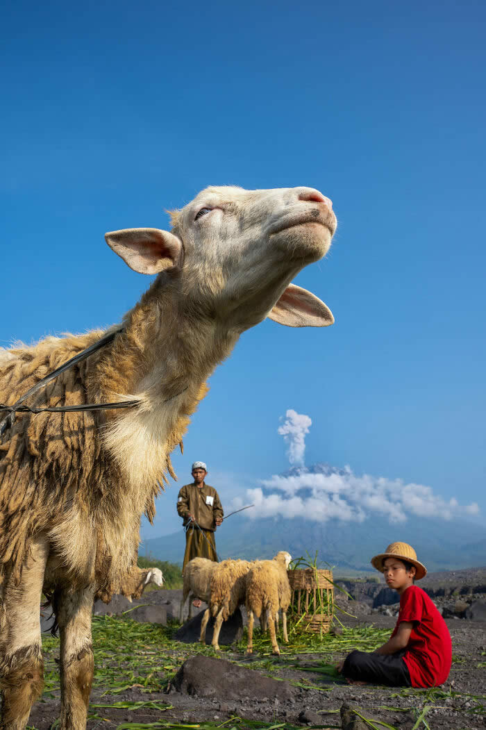 Food In The Field: Goat's Day Out By Arun SahaFood In The Field: Goat's Day Out By Arun Saha - 2026 Food Photography Awards