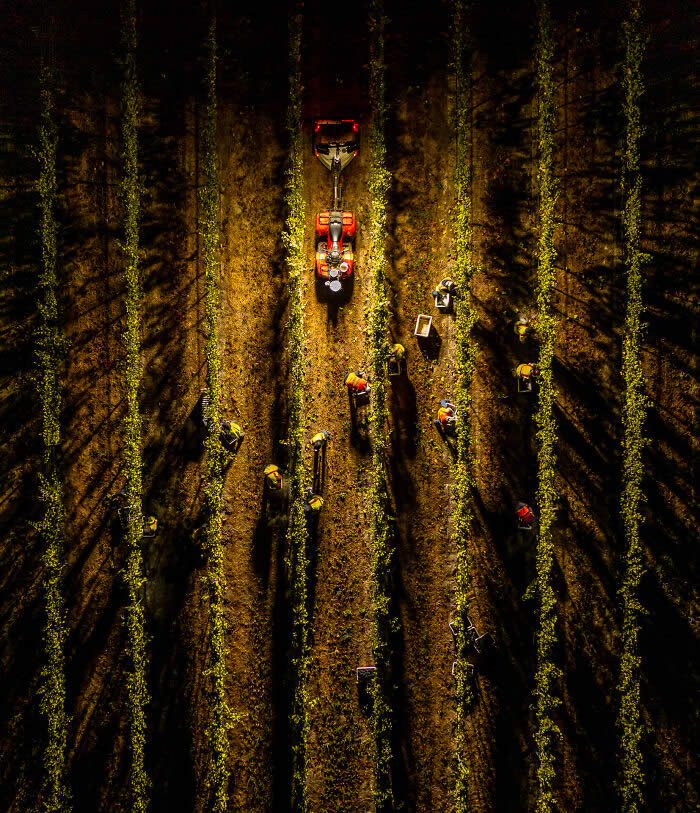 Louis Jadot Wine Photographer Of The Year - People: Night Harvest From Above In Los Carneros By Andrew Lincoln - 2026 Food Photography Awards