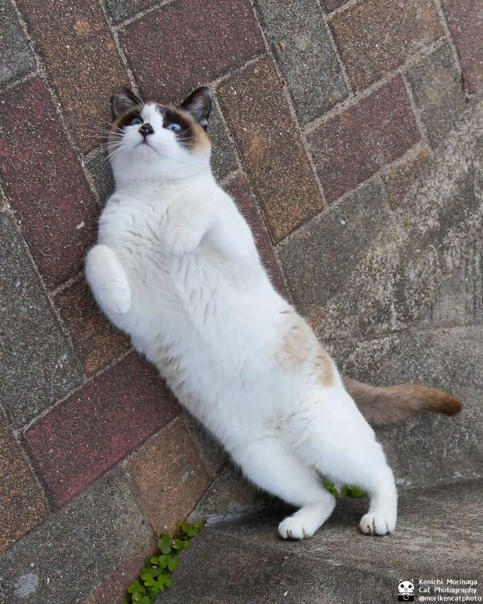 A fluffy cat lying sideways against a brick wall, appearing as if standing upright, creating a funny gravity-defying illusion.