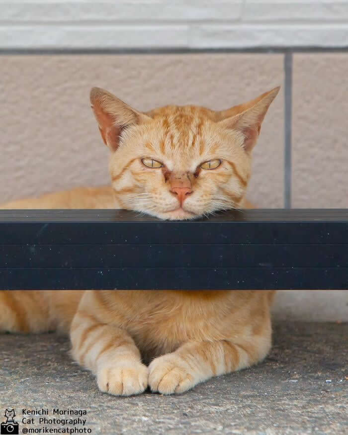 An orange tabby cat resting its head on a horizontal bar, eyes half closed, looking relaxed and slightly grumpy while lying on the ground.