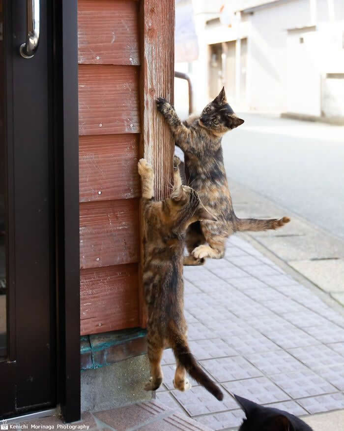 Two cats climbing and jumping against a wooden wall, both mid-air and gripping the surface, appearing playful and energetic in a street setting.