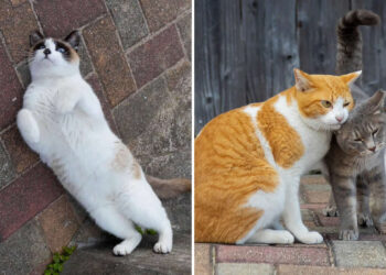 Cats Are Pure Chaos and Joy by Kenichi Morinaga