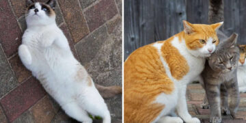 Cats Are Pure Chaos and Joy by Kenichi Morinaga