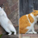 Cats Are Pure Chaos and Joy by Kenichi Morinaga