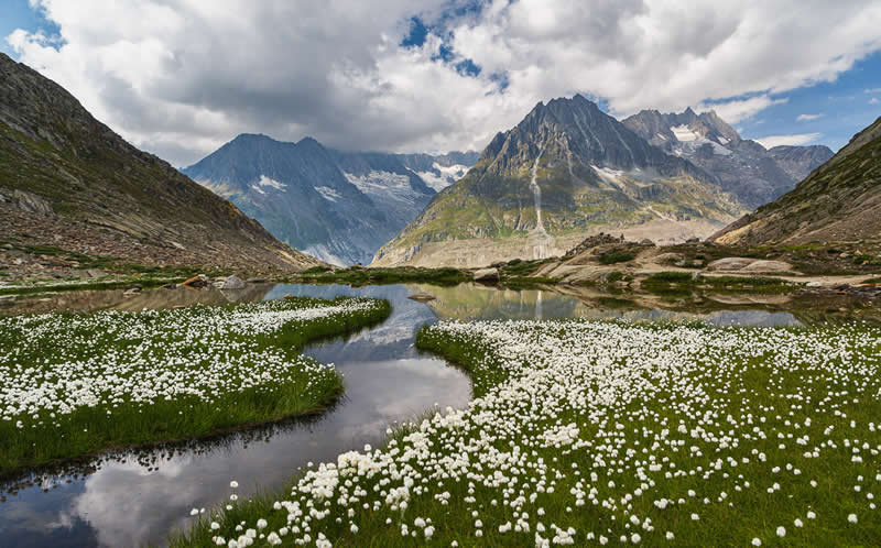 1st Place: "Alpine Cotton Balls" by Bernadette Benz - Garden Photographer of the Year Wildflower Landscapes Winners