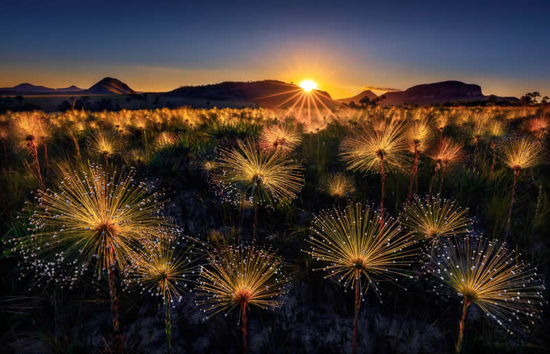 3rd Place: "Golden Bloom" by Marcio Cabral - Garden Photographer of the Year Wildflower Landscapes Winners