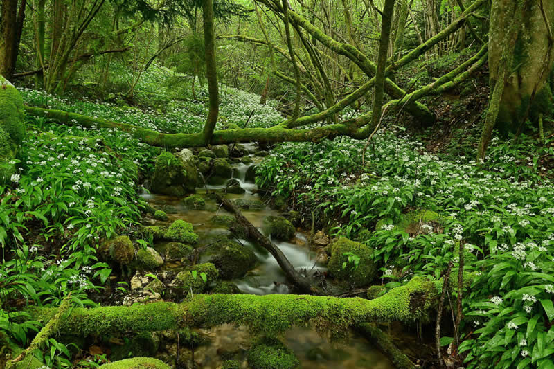 Finalist: "A Spread of Wild Garlic" by Albert Ceolan - Garden Photographer of the Year Wildflower Landscapes Winners