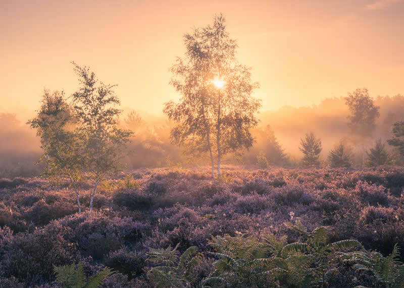Highly Commended: "Heavenly Heath" by Ian Brierley - Garden Photographer of the Year Wildflower Landscapes Winners