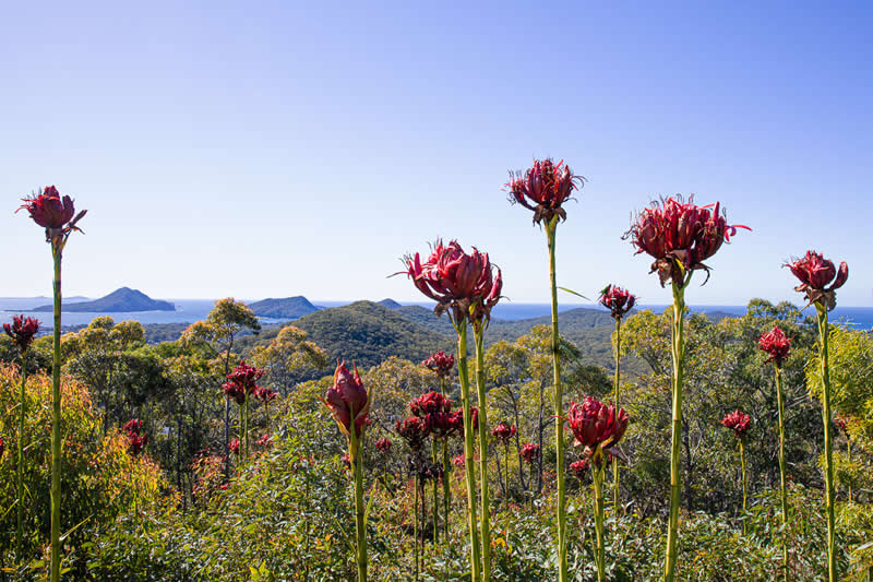 Highly Commended: "Gymeas at Gan Gan Hill" by Pamela Pauline - Garden Photographer of the Year Wildflower Landscapes Winners