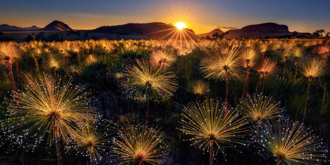 Garden Photographer of the Year Wildflower Landscapes Winners