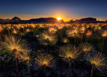 Garden Photographer of the Year Wildflower Landscapes Winners